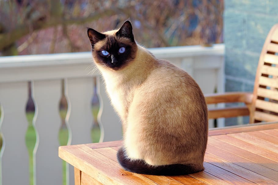 Siamese cat sitting on brown wooden table, fur, kitten, breed cat