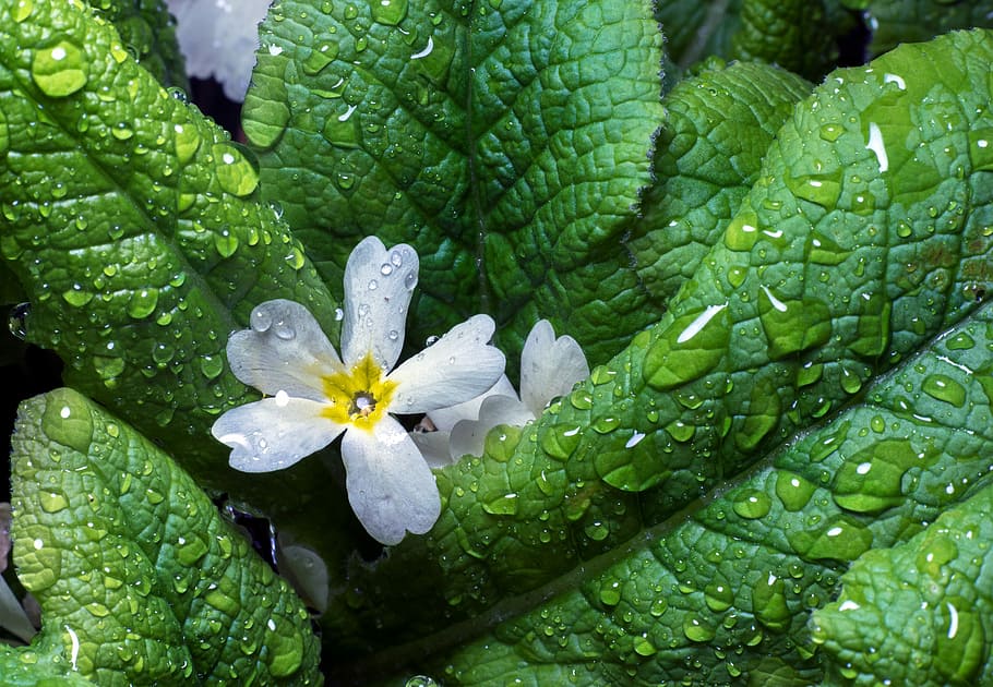 leaf, nature, flora, growth, flower, plant, flowering plant HD wallpaper