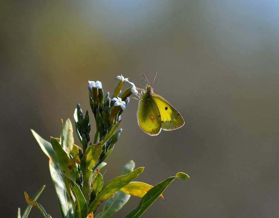 clouded yellow, butterfly, macro, natural, interesting light HD wallpaper