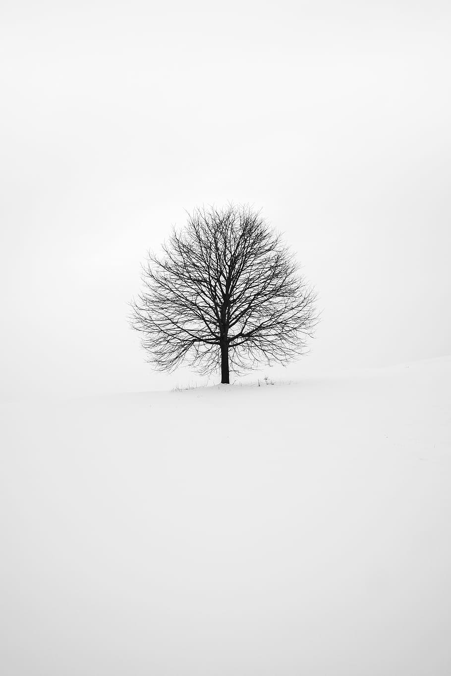 photography of tree, black bare tree, snow, sky, black and white HD wallpaper