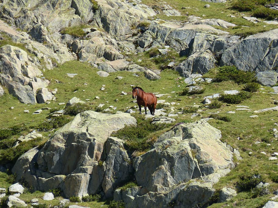 Hd Wallpaper Horse Rocks High Mountain Pyrenees Port Of Images, Photos, Reviews