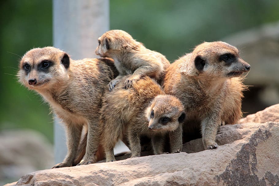 Hd Wallpaper Yellow Mongooses Meerkat Group Cute Pack Family Zoo Group Of Animals Wallpaper Flare