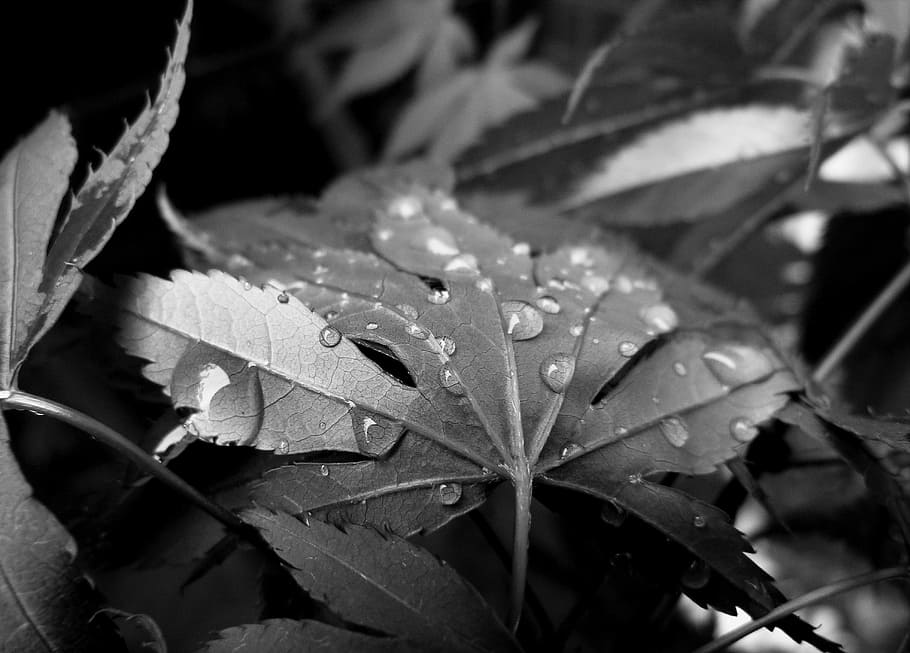 raindrops, droplets, leaves, weather, nature, wet, acer, maple, HD wallpaper
