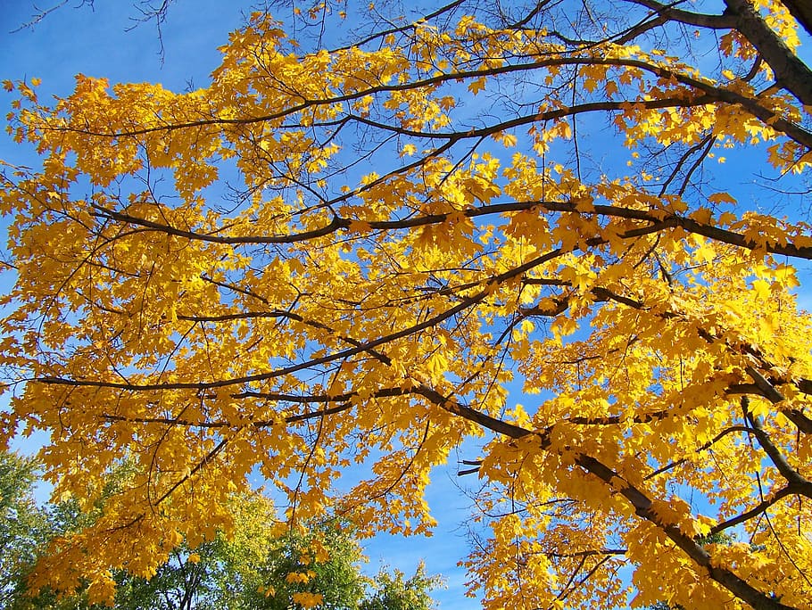yellow, maple, tree, leaves, autumn, fall, branches, nature HD wallpaper