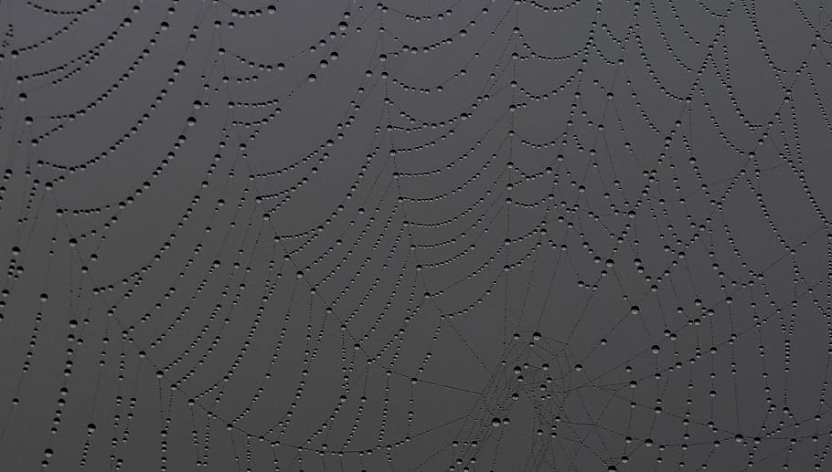Spider Web, Drops, Dew, Nature, place, backgrounds, full frame HD wallpaper