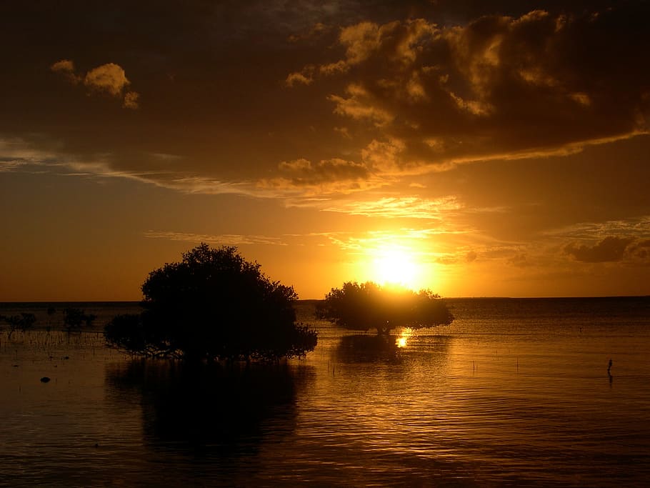 Sunset, Trees, Sea, Water, Nature, sunrise, landscape, silhouette HD wallpaper