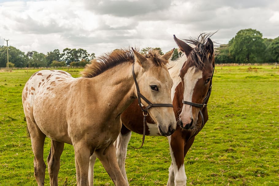 foals horses appaloosa fillies