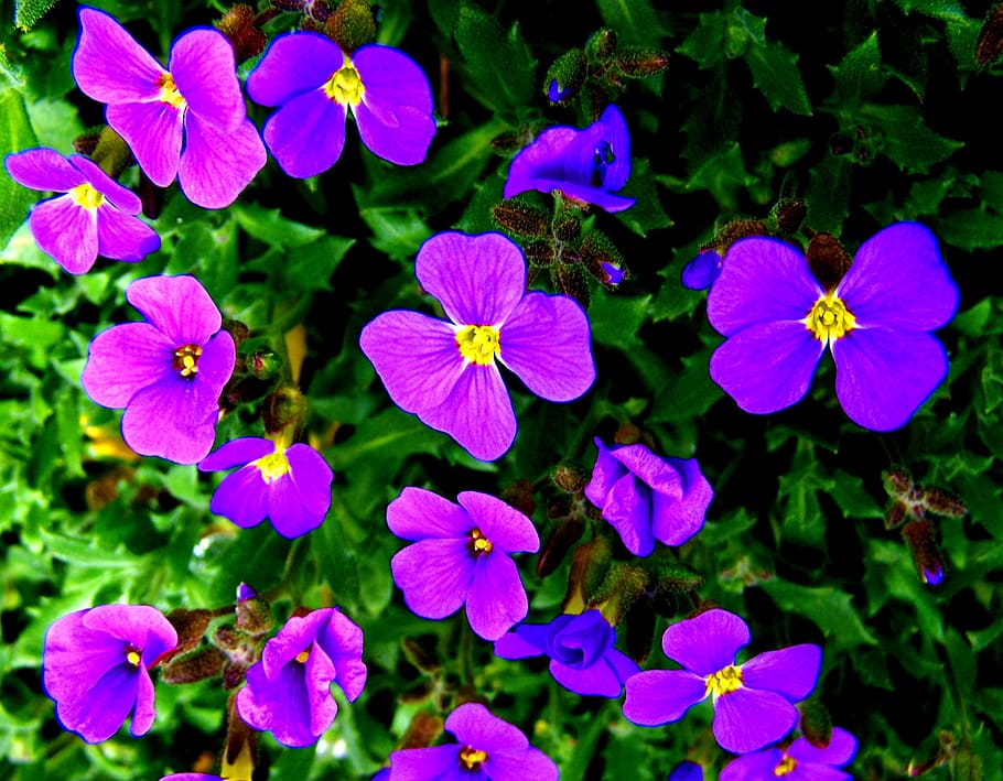 garden, lawn, viola, purple, spring, flowering plant, freshness HD wallpaper