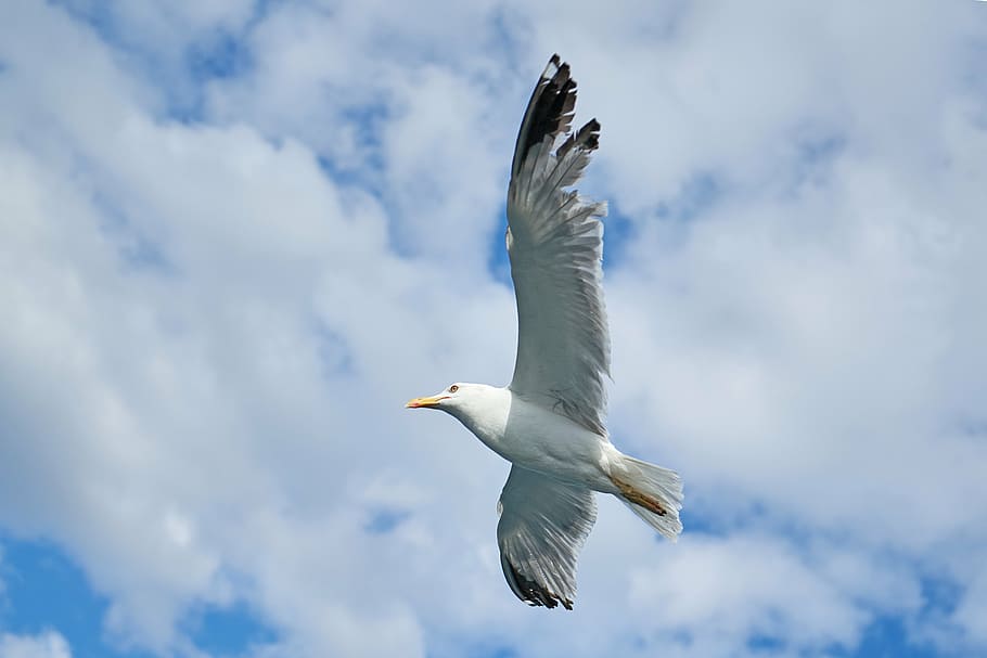 seagull, bird, to migrate, peace, background, white, wing, wings HD wallpaper