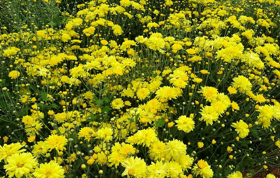 chrysanthemum, asteraceae, sevanthi, flower, flora, annual HD wallpaper