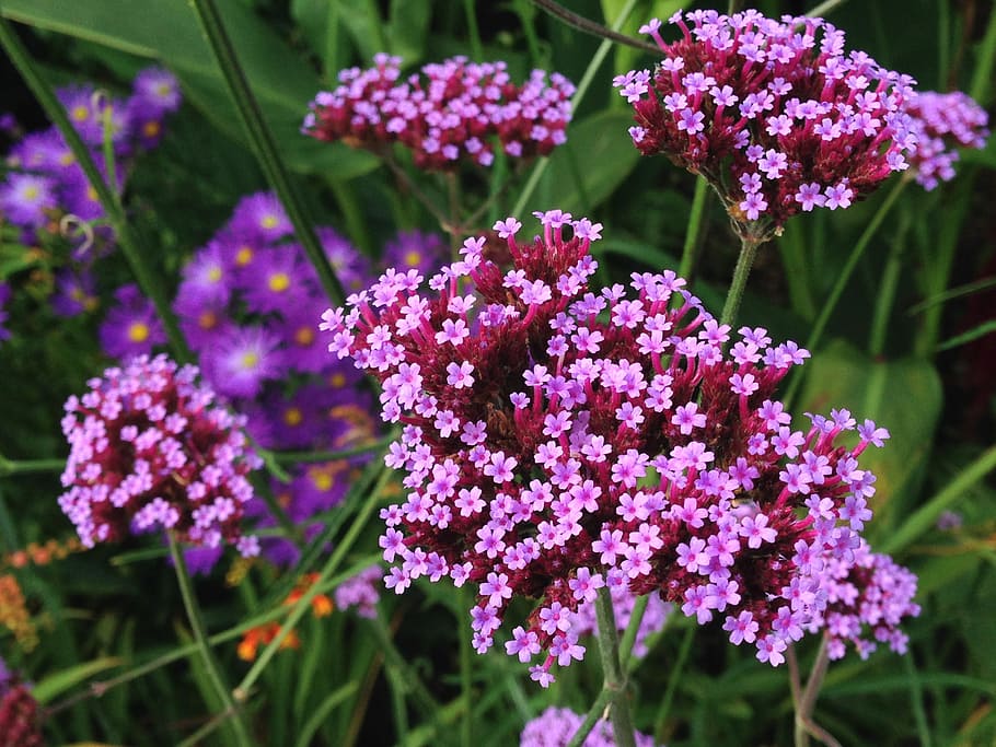 purple, flowers, tiny, verbena, garden, autumn, flowering plant