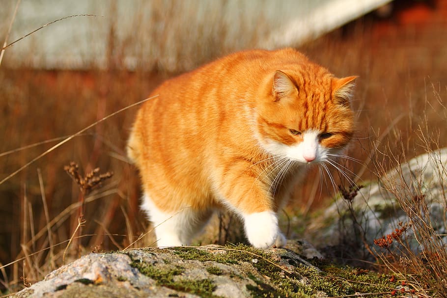tilt shift lens photography of orange cat, spring, kitty, fluffy HD wallpaper