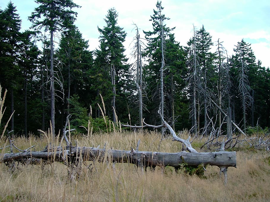 thuringian forest, rennsteig, thuringia germany, kahl, nature