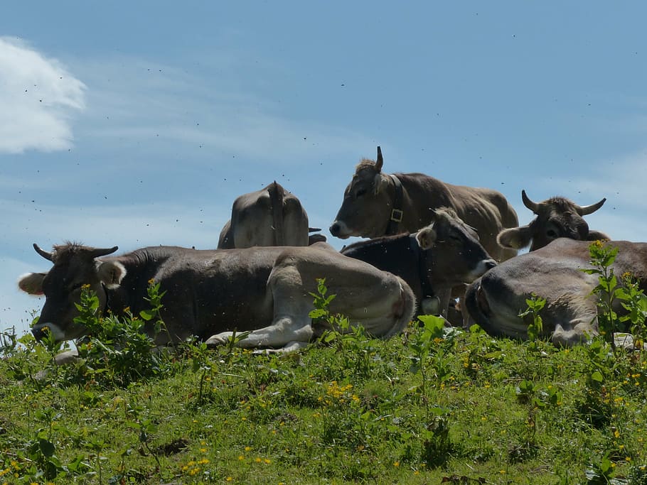 cows, rest, break, mosquitoes, alm, alpine meadow, animals HD wallpaper