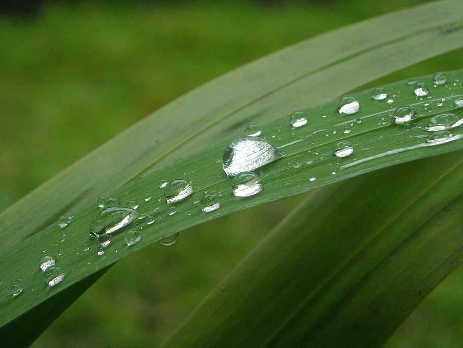 leaf, green, particle, water, dripping, drop, green color, wet HD wallpaper