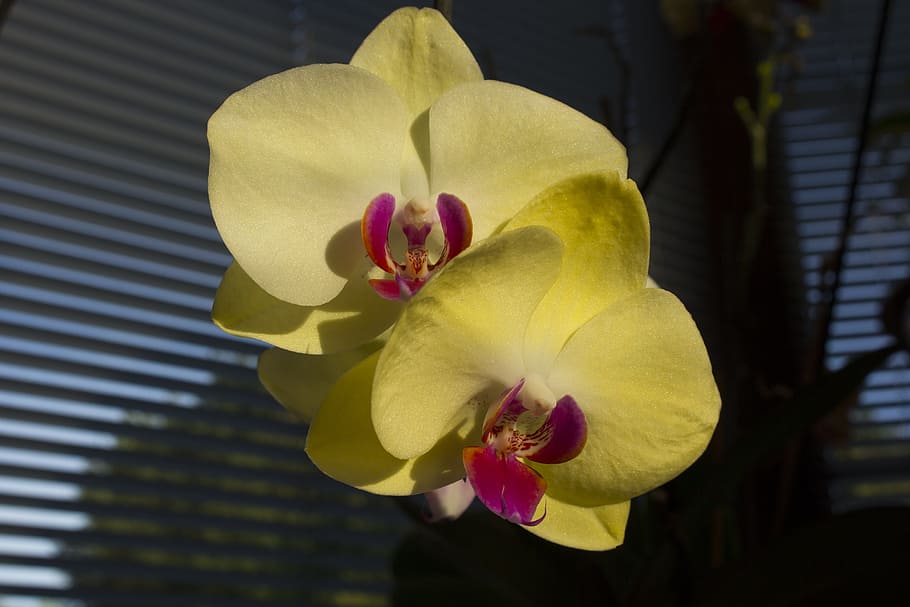 orchids, flower, close, plant, houseplant, blossom, bloom, flowering plant HD wallpaper