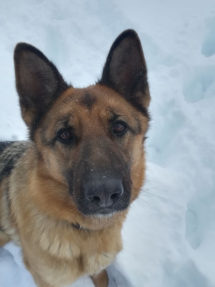 dog, comfort, heat, training, snow, winter, pet, shepherd, nose, HD wallpaper