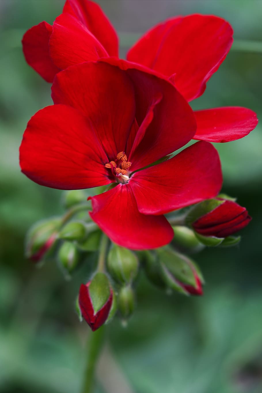 red, rose, flower, flowering plant, vulnerability, fragility HD wallpaper