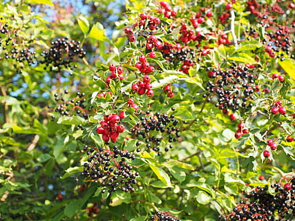 bush, scrub, hedge, berries, fruits, red, eingriffeliger hawthorn HD wallpaper