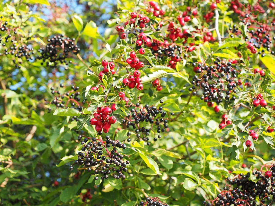 bush, scrub, hedge, berries, fruits, red, eingriffeliger hawthorn, HD wallpaper