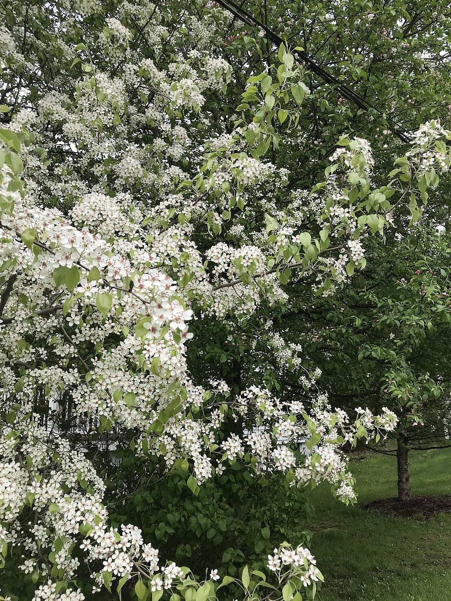 spring, tree, nature, bud, plant, growth, flowering plant, beauty in nature HD wallpaper