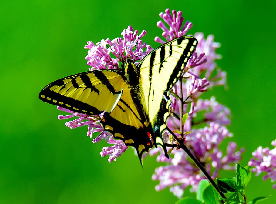 closeup photography of yellow and black butterfly perched on pink flower, close up photo of tiger swallowtail butterfly perched on pink flowers