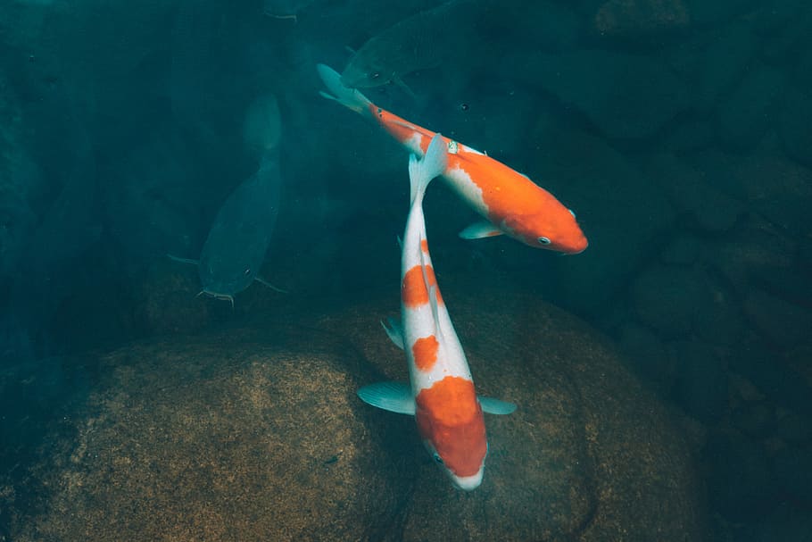 two koi fish swimming, two white-and-orange koi fish, koi carp, HD wallpaper