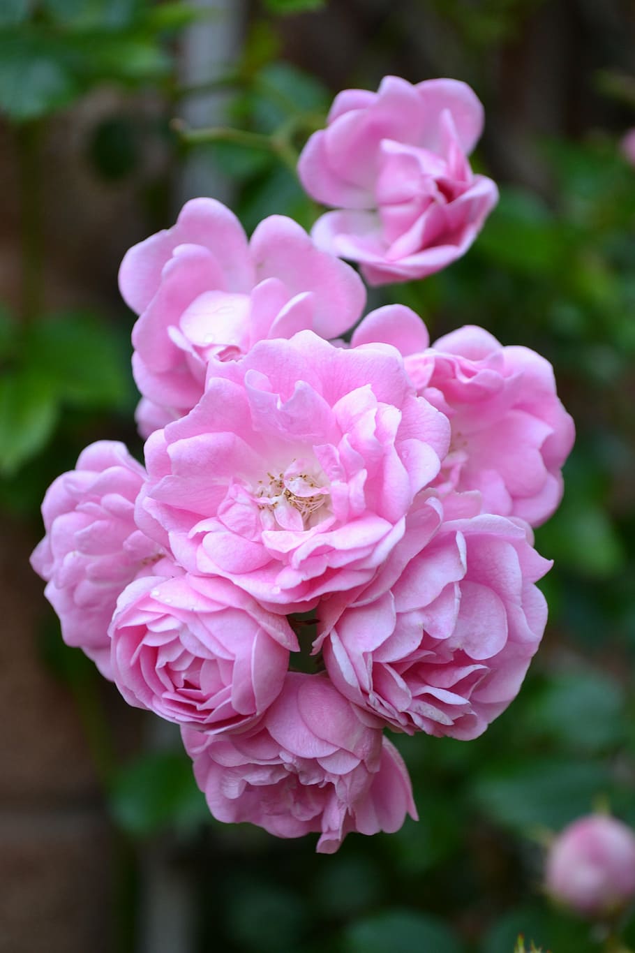 button rose, baby pink roses, floribunda, rambling rose, blooms, HD wallpaper