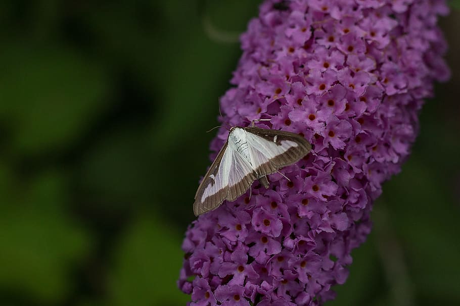 butterfly, insect, flower, flowering plant, purple, beauty in nature HD wallpaper
