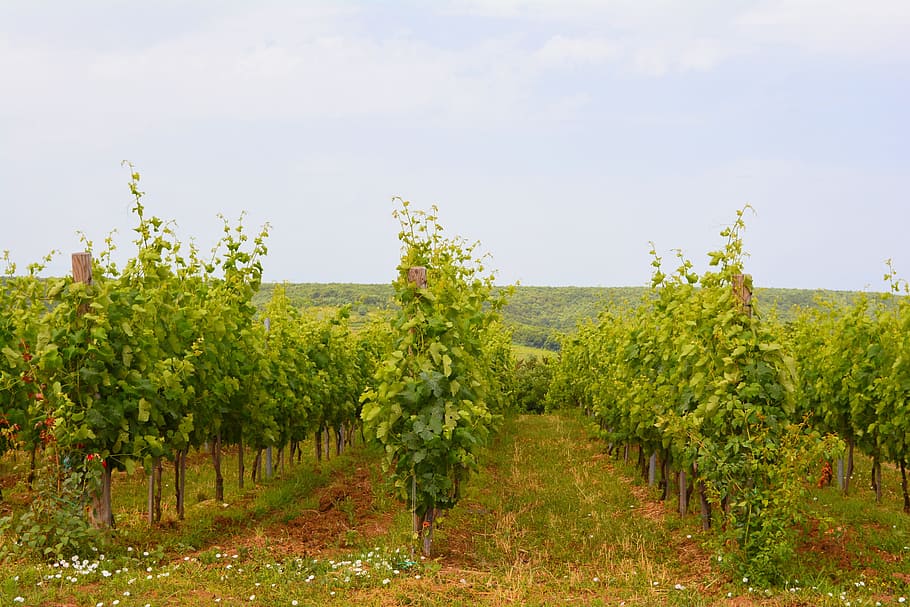 Vineyard, Landscape, Wine, Grapes, viticultural, hill, agriculture HD wallpaper
