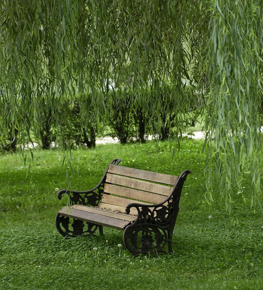 Willow, Bench, Tree, Nature, park, outdoors, park - Man Made Space HD wallpaper