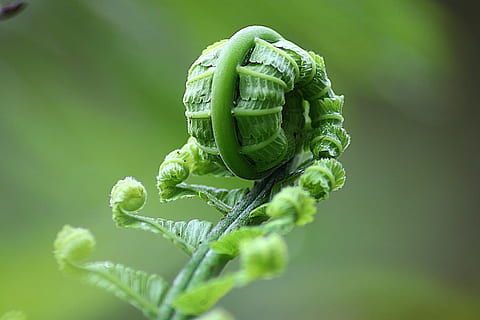 macro photography of plant, fern, leaf, roll, nature, natural HD wallpaper