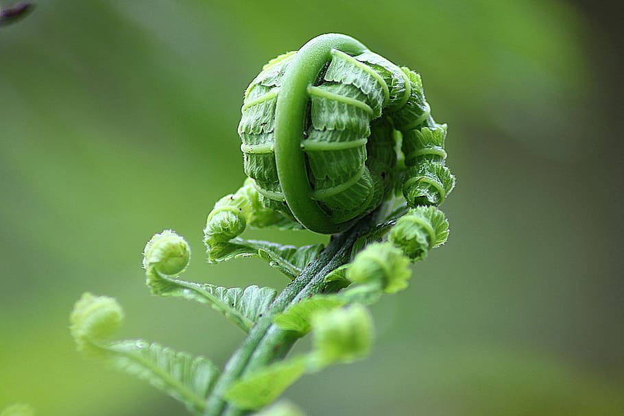 macro photography of plant, fern, leaf, roll, nature, natural HD wallpaper