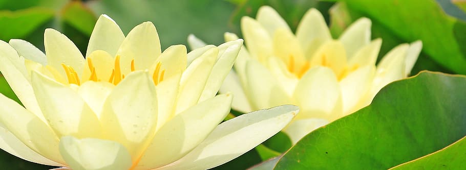 selective focus photograph of white flowers, water lilies, nuphar, HD wallpaper