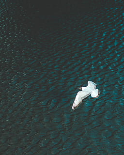 white bird flying above body of water at daytime, white and brown seagull flying over the large body of water during daytime HD wallpaper