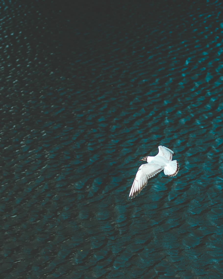 white bird flying above body of water at daytime, white and brown seagull flying over the large body of water during daytime HD wallpaper