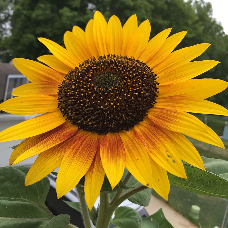sunflower, yellow, brown, summer, nature, agriculture, plant HD wallpaper