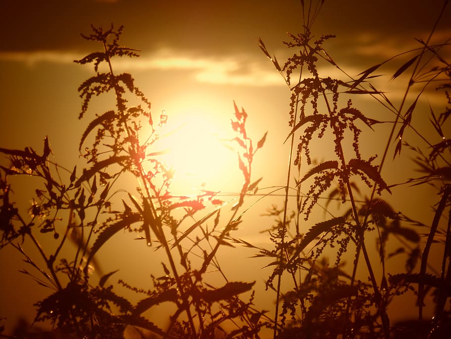 the sun, not, men, sunset, sky, beauty in nature, plant, tranquility HD wallpaper