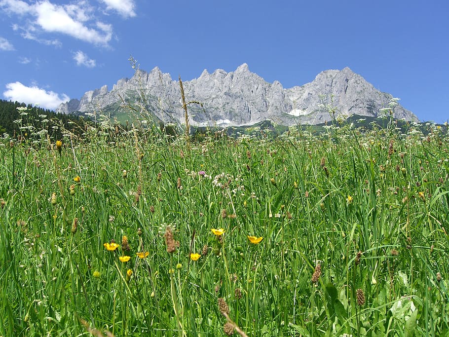 wilder kaiser, mountain side, tirol, alps, plant, sky, beauty in nature, HD wallpaper