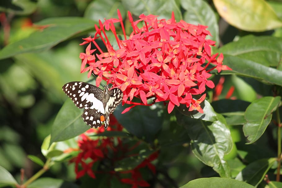 ixora, red, flower, cluster, butterfly, insect, plant, flora, HD wallpaper