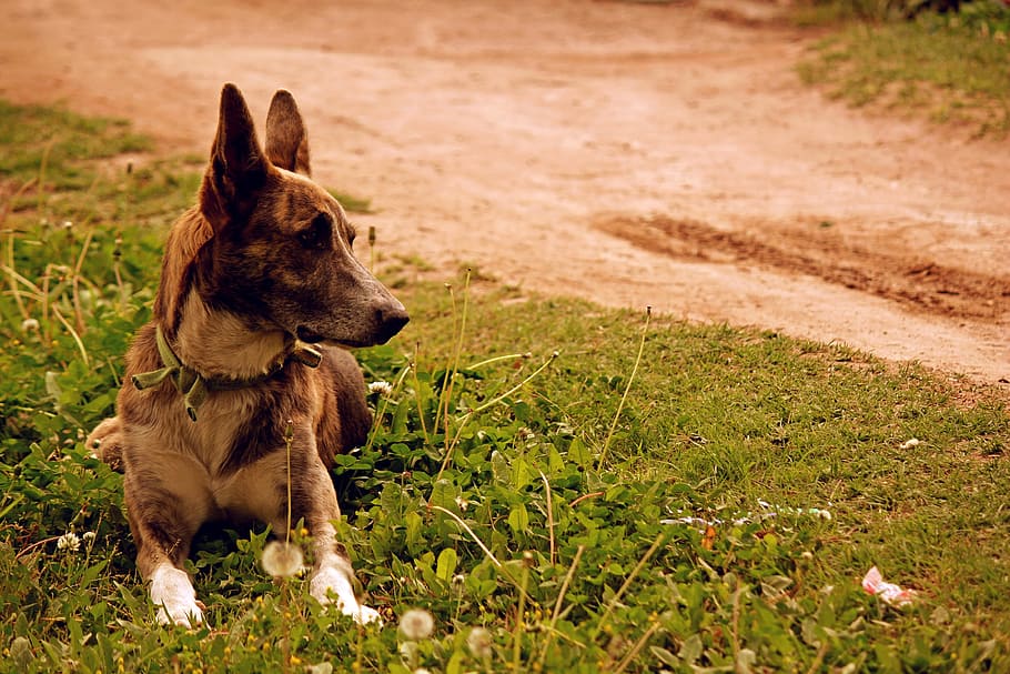 Dog, Rest, Pet, Animals, Pets, domestic animals, one animal HD wallpaper