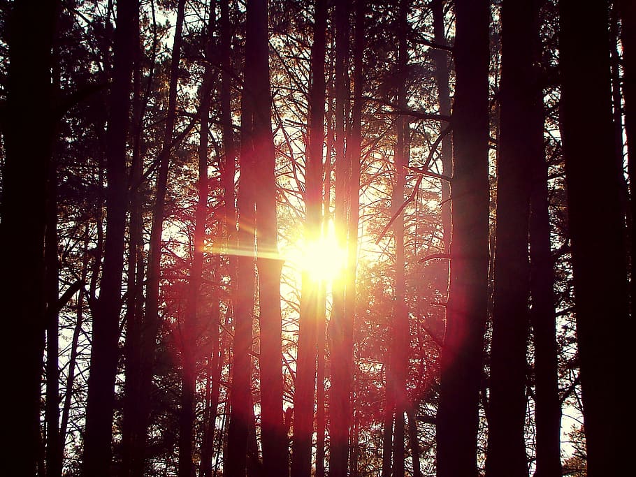 Sun, Forest, Trees, Branch, Silhouettes, woodland, nature, sunlight HD wallpaper