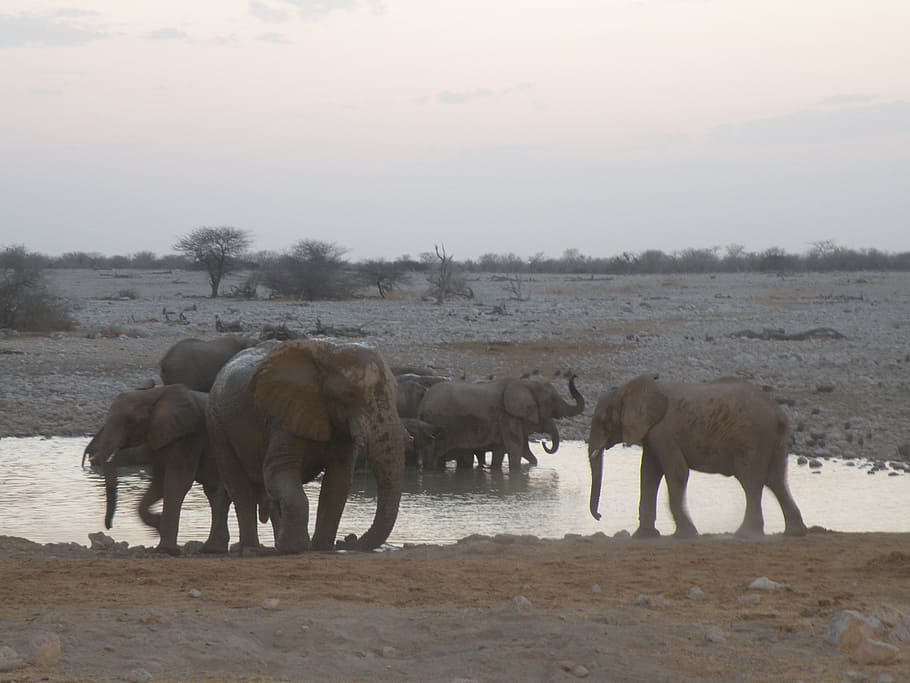 elephant, namibia, safari, animal themes, group of animals HD wallpaper