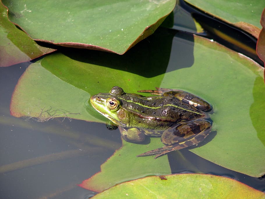 frog, water, animal, amphibian, nature, pond, wildlife, green Color HD wallpaper