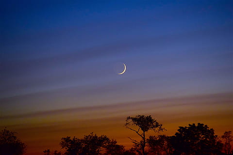 trees under crescent moon, sky, sunset, colorful, night, light HD wallpaper
