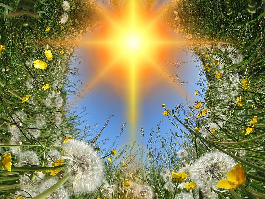 white dandelions, meadow, sun, sunbeam, spring, summer, flowers HD wallpaper