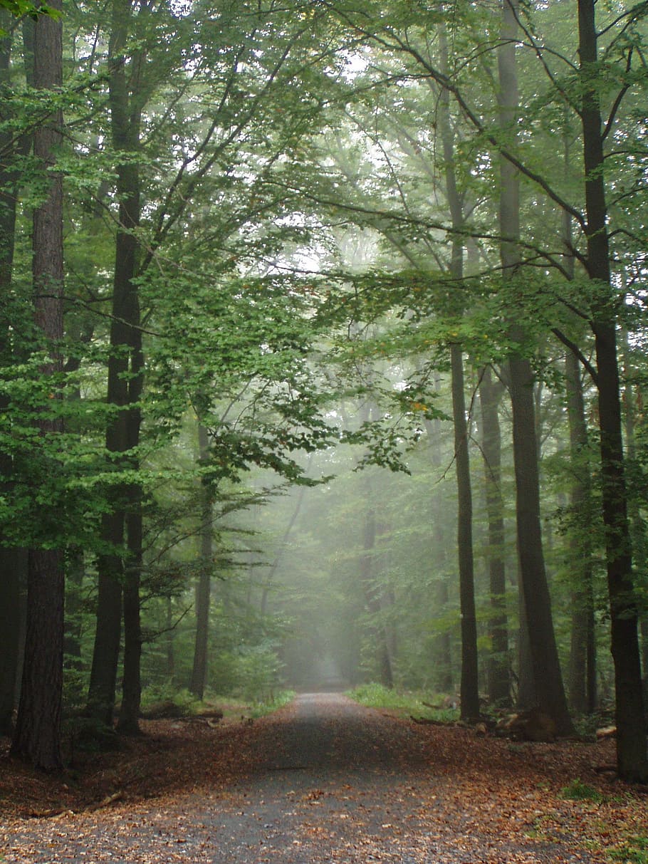 forest, trees, away, nature, autumn, mood, trail, hiking, fog HD wallpaper