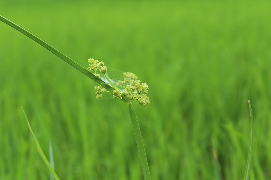 spider, web, plant, rice field, grass, nature, green color HD wallpaper