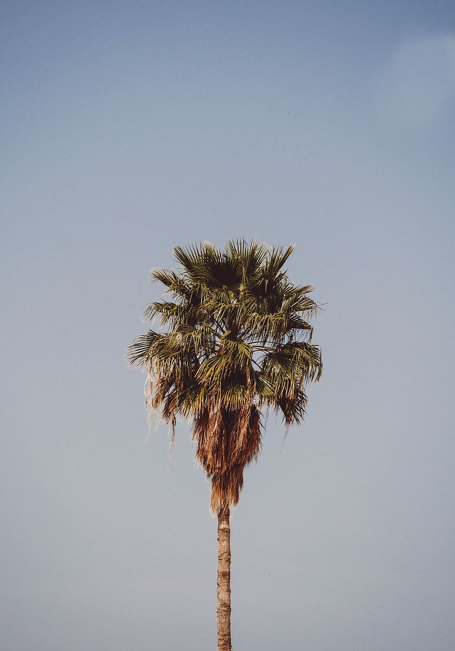 photo of palm tree, green coconut palm tree, sky, blue, vintage, HD wallpaper