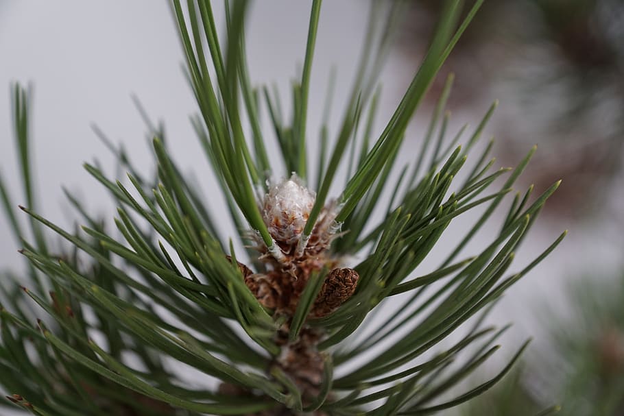 pine, macro, tree, green, spring, aroma, perfume, active substance HD wallpaper